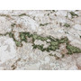 Koberec EXCLUSIVE 193 cream green 80x150 cm - galerie #1